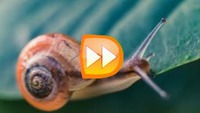 How to add slow motion video online